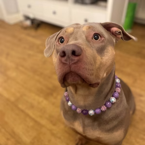 XL Bully wearing a Mystery beaded dog collar from Pawsome Beads Boutique