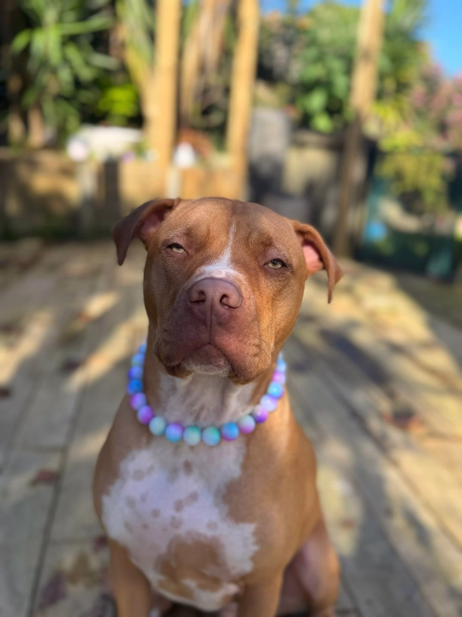 Ombre Dream Beaded Dog Collar | Necklace - Image 2