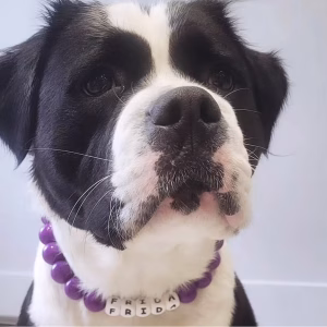 Dog wearing beaded dog collar from Pawsome Beads Boutique