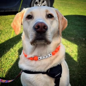 Dog wearing beaded dog collar from Pawsome Beads Boutique