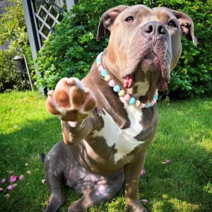 Dog wearing beaded dog collar from Pawsome Beads Boutique