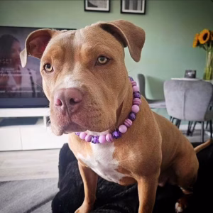 Dog wearing Pawsome Beads Boutique collar