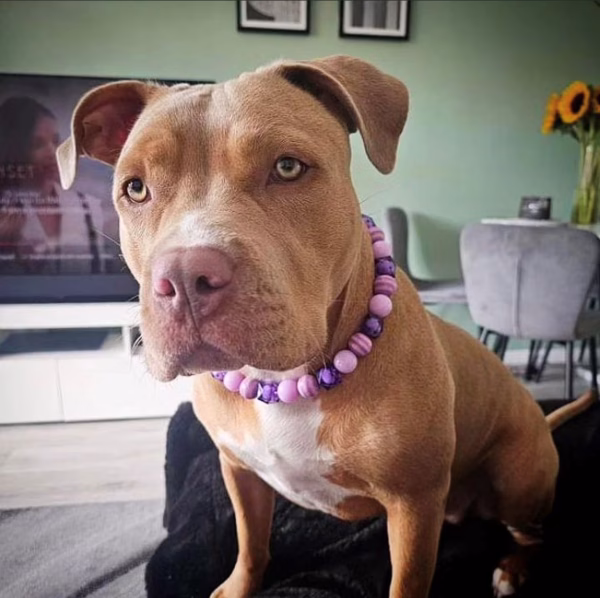Dog wearing Pawsome Beads Boutique collar