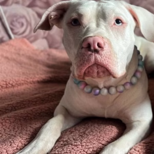Dog wearing beaded dog collar from Pawsome Beads Boutique