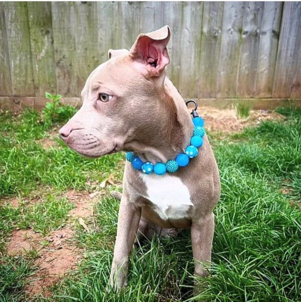 Dog wearing beaded dog collar from Pawsome Beads Boutique