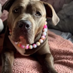 Dog wearing beaded dog collar from Pawsome Beads Boutique