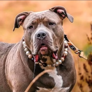 Dog wearing Pawsome Beads Boutique collar