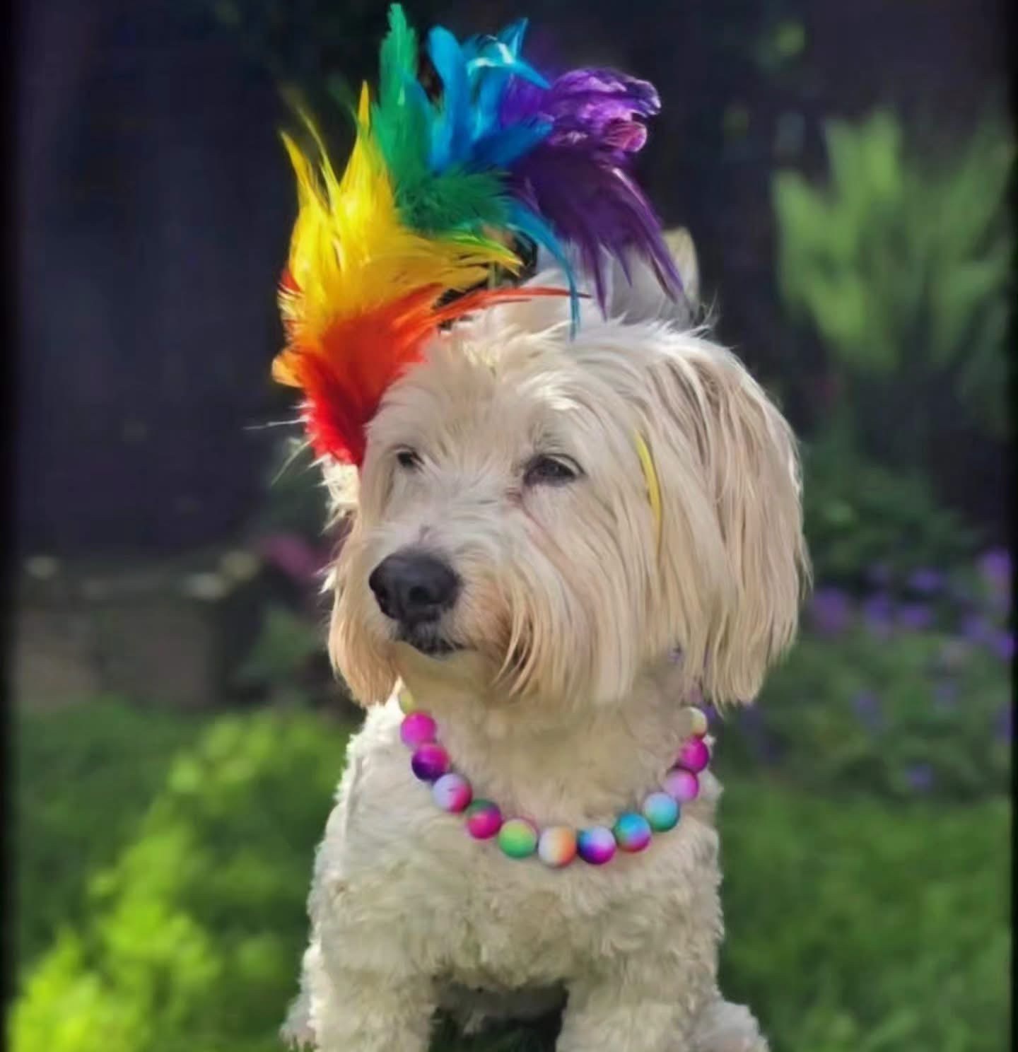 Ombre Rainbow Beaded Dog Collar | Necklace - Image 2