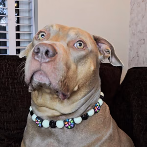 Dog wearing Pawsome Beads Boutique collar