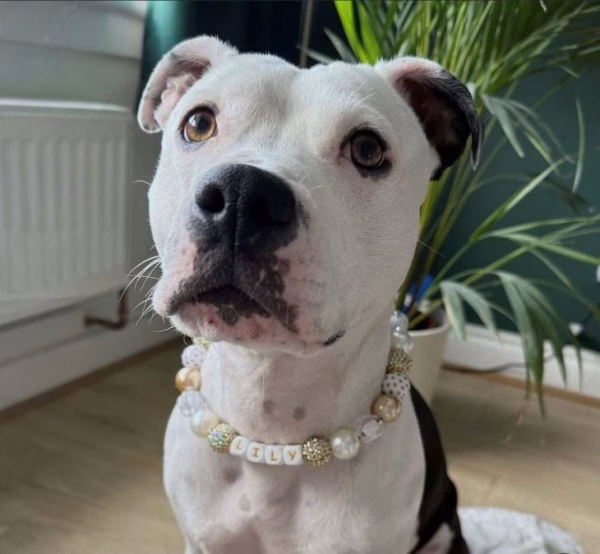Dog wearing beaded dog collar from Pawsome Beads Boutique