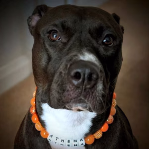 Dog wearing beaded dog collar from Pawsome Beads Boutique