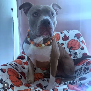 Dog wearing beaded dog collar from Pawsome Beads Boutique