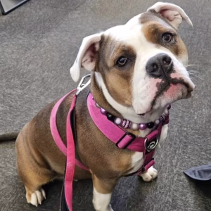Dog wearing beaded dog collar from Pawsome Beads Boutique