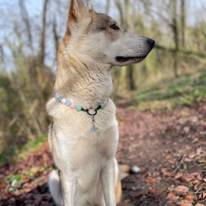 Dog wearing beaded dog collar from Pawsome Beads Boutique