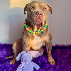 Just Gunner the Stunner earing Easter Egg Hunt dog collar from Pawsome Beads Boutique