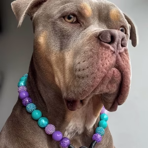 1. Beaded Dog Collars | Necklaces