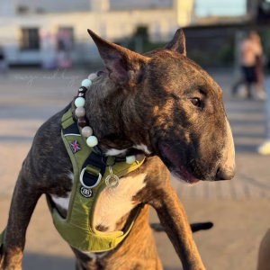 Dog wearing We're Going on a BEar Hunt beaded dog collar from Pawsome Beads Boutique