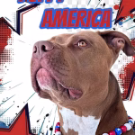 Superhero poster showing an XL Bully wearing the Puppy America Dog collar from Pawsome Beads Boutique
