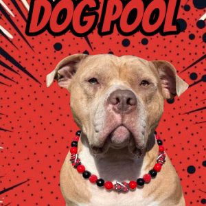 Superhero poster showing anXL Bully wearing the Dogpool collar from Pawsome Beads Boutique