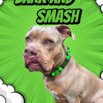 Superhero poster showing anXL Bully wearing the Bark and Smash collar from Pawsome Beads Boutique