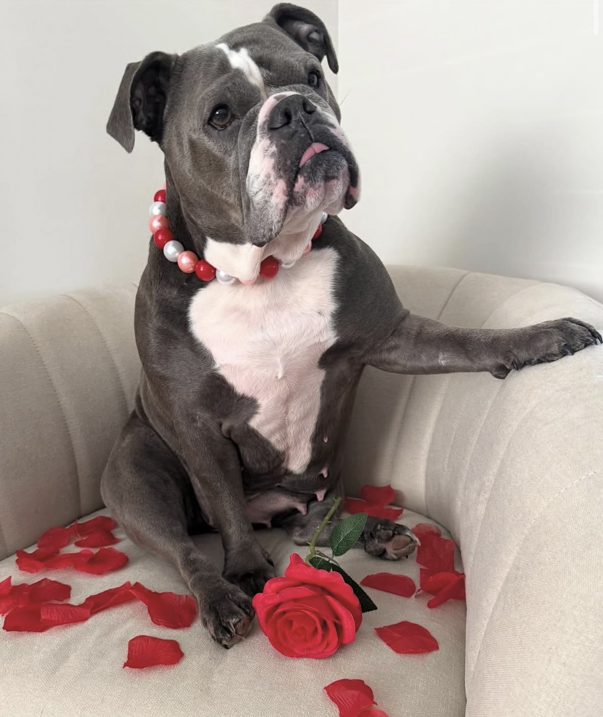 Pearl of My Heart Beaded Dog Collar | Necklace - Image 2