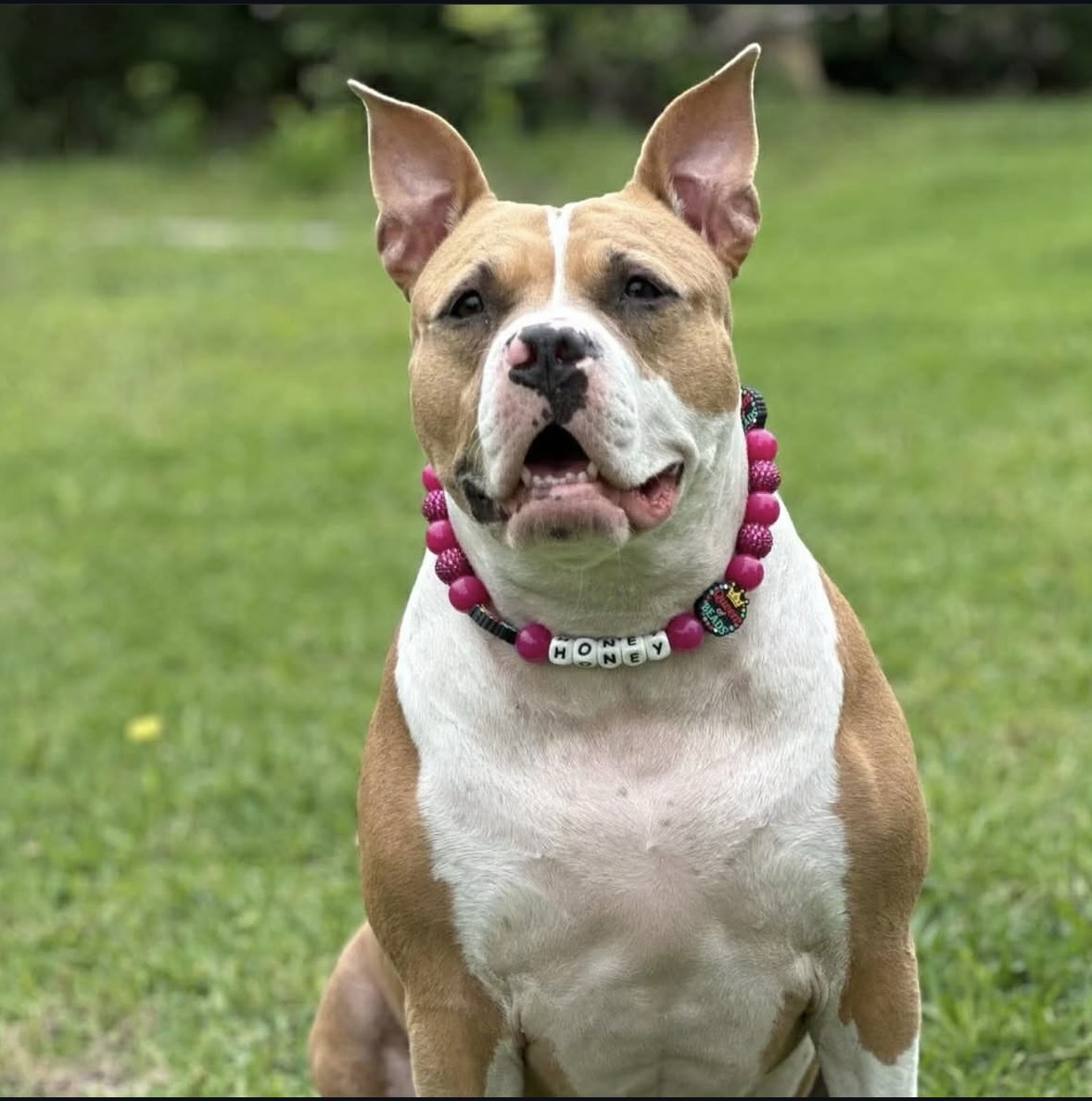 Queen of Beads Fuchsia Beaded Dog Collar | Necklace - Image 2