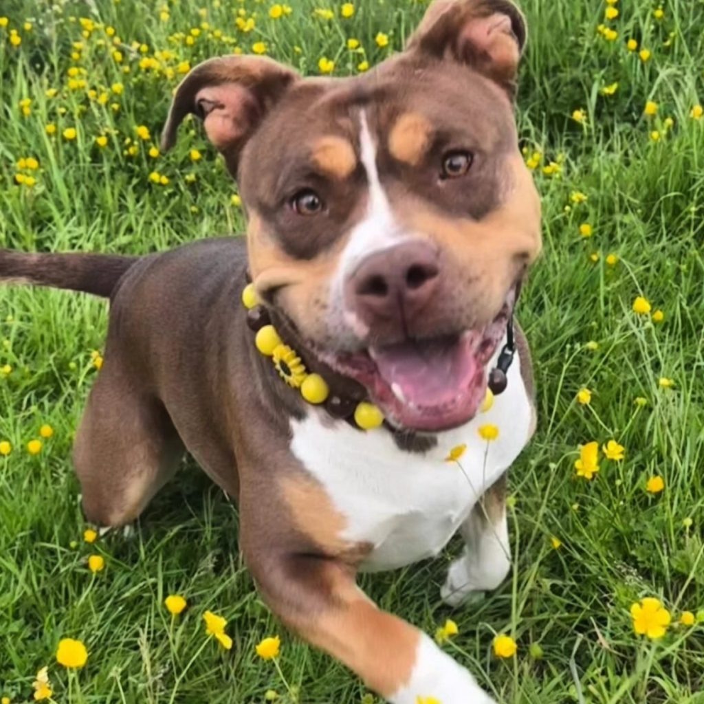 Pawsome Beads Boutique photo gallery of dogs wearing their beaded collars